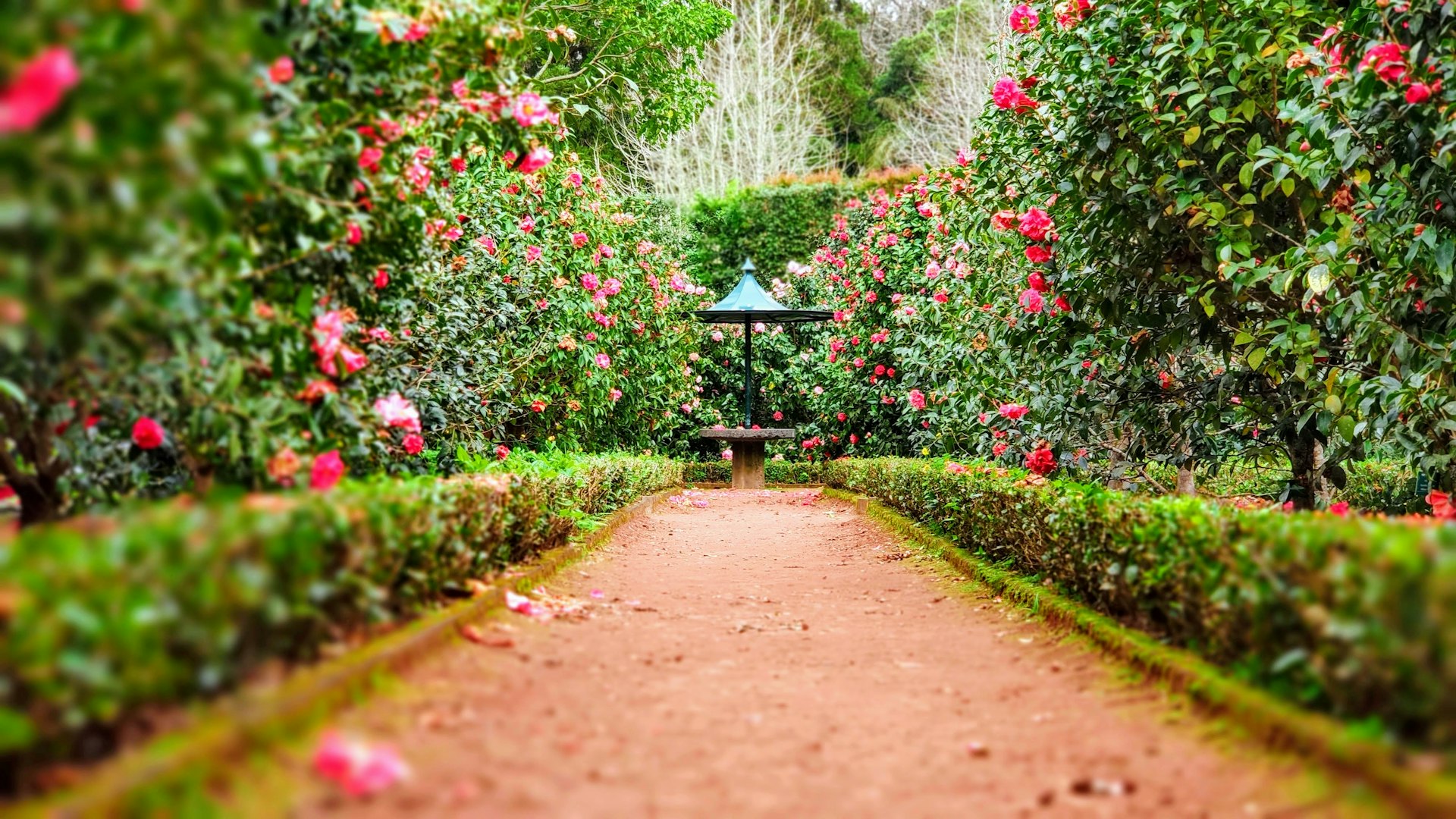 Garden shrubs and greenery